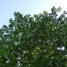 大きなハンカチの木