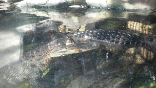マイアミ水族館