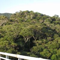 早朝・散歩での「ヤンバルの森」