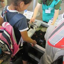 海の生物と触れ合えます