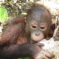 木の幹を食べるオラウータン