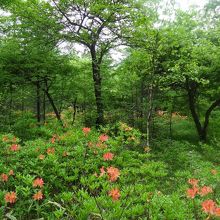 新緑とオレンジの花の色が綺麗