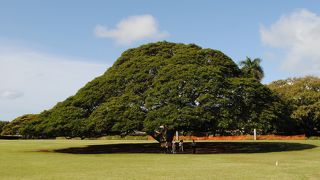 このー木なんの木モアナルア