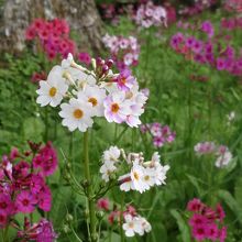 クリンソウの花