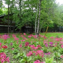 草加自然の家　花壇に整列してクリンソウが植えられていま