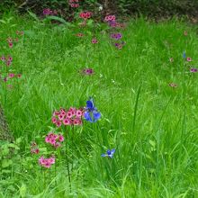 草加自然の家　数少なくても自然な感じのクリンソウがいい