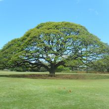 この木なんの木きになる木〜♪