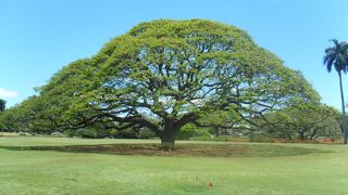 この木なんの木♪