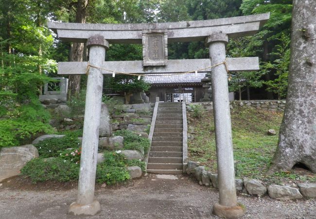 藤沢の大スギがあります