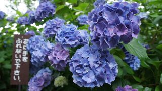 関西のアジサイといえば、矢田寺に三室戸寺が双璧