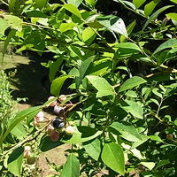 ブルーベリー摘み