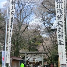 桜川磯部稲村神社。ここにも沢山の山桜。