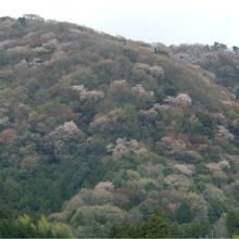 高峰山の山桜