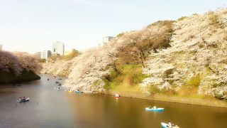 桜の季節は、長蛇の列に押されても見る価値あり。