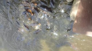 (∩´∀｀)∩ﾜｰｲ　お堀の鯉に餌やりに　行って来ました