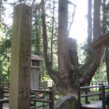 将軍杉の天然記念物石標
