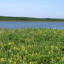 黄色はセンダイハギです