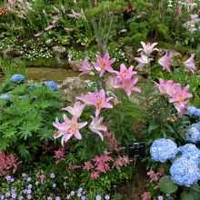 ピンクと水色の競演