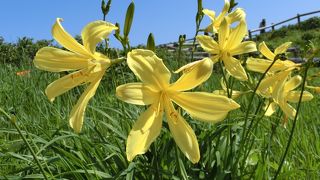 今年は花が遅い