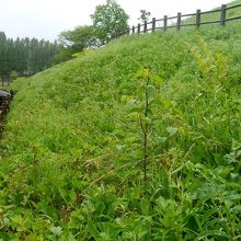 この斜面に多数自生