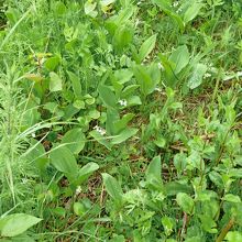 どうしても雑草も多い