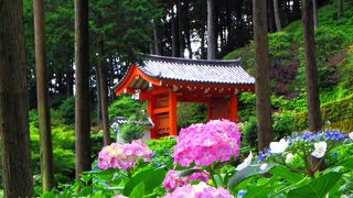 雨の三室戸寺～紫陽花ライトアップ