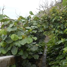 階段を降りていくと、こんな風に葉っぱにおおわれた場所も・・