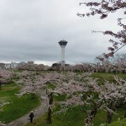 お花見に行きました