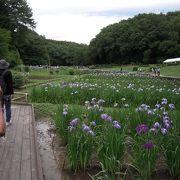 有料とは珍しい花菖蒲園