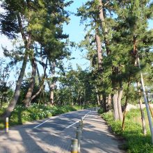 旧東海道の松並木がしっかりと残っています