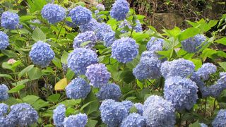 あじさいにかこまれて