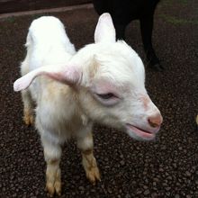 可愛い子ヤギがいます