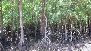 たくさんのヒルギを見ることができます。