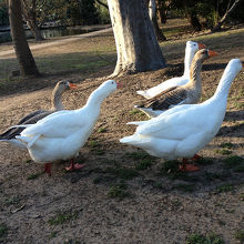 野生のアヒル。なかなか大きいです。