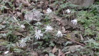 河会山野草群生地