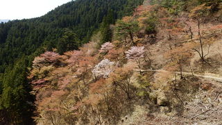 エリアが広範囲のため桜が見られる時期が長期間