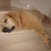 入ってすぐの内部階段にわんちゃんいます