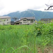 ワラビが沢山出ていた