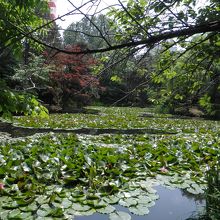 池のハス