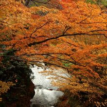 住宅横の清流にかかる紅葉