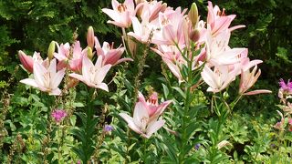 薔薇は盛りを過ぎていますが百合と紫陽花が見頃です。雨の日は入園料が半額になります。現在スプレー薔薇苗を貰える特典あり。