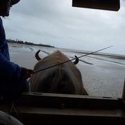 のんびり水牛車で行く島