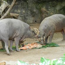 珍獣バビルサ！