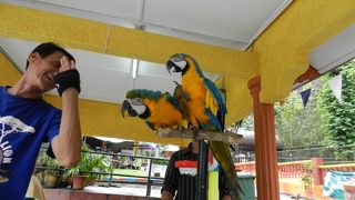 手作りの素敵な動物園