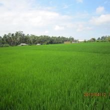 工房前にある、この田んぼの眺めに癒されました