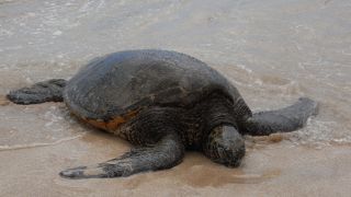 海かめさんに感激☆