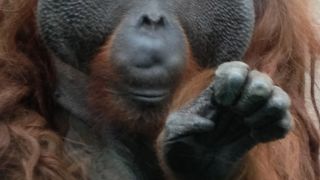 日本で一番小さい哺乳類にキュン死 艸 トウキョウトガリネズミ By しゅんたま 東京 都多摩動物公園のクチコミ フォートラベル