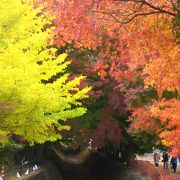 河口湖紅葉まつり