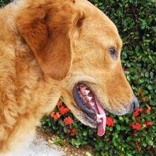 Ｍｅｒｍａｉｄ　Ｓａｉｐａｎの看板坊や♪