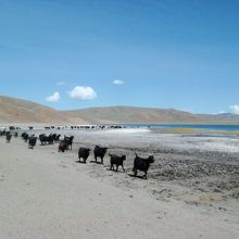 遊牧のヤギたちがやってきた。